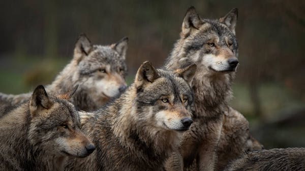 Animating the Carbon Cycle: Animals are key allies in solving the climate crisis